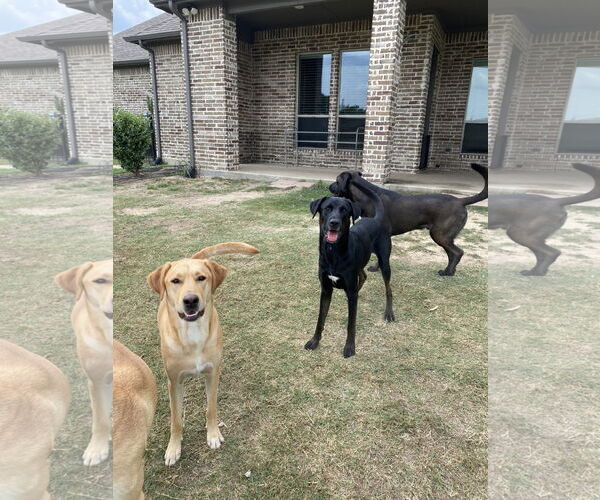 Medium Photo #3 Labrador Retriever Puppy For Sale in Royse City , TX, USA