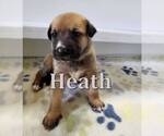 Small #12 Mutt