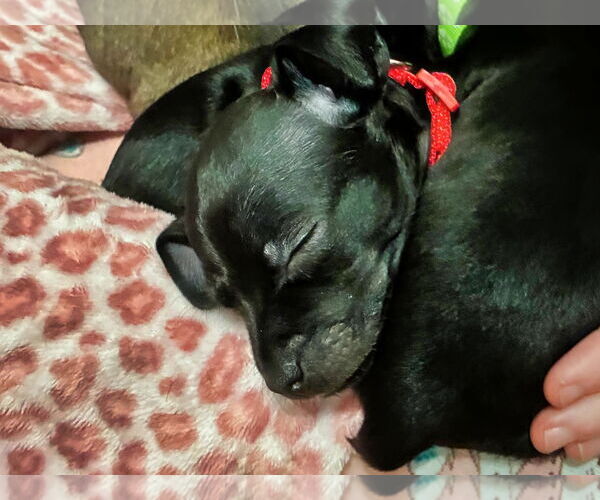 Medium Photo #2 Chiweenie Puppy For Sale in Minneapolis, MN, USA