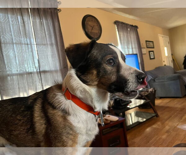 Medium Photo #4 Mutt Puppy For Sale in Westwood, NJ, USA