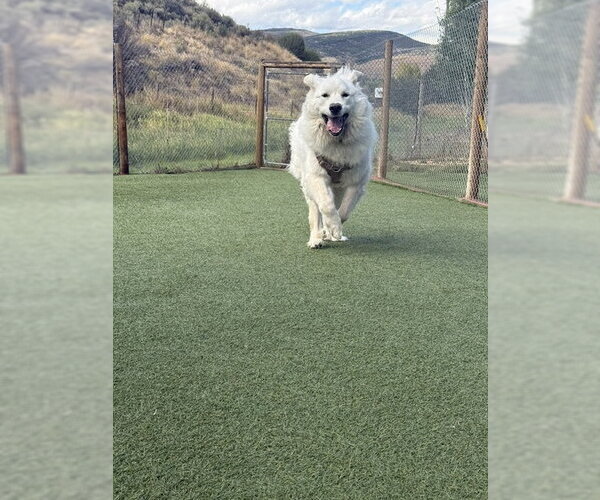 Medium Photo #5 Great Pyrenees Puppy For Sale in MIDWAY, UT, USA