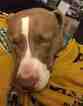 Small Photo #2 American Pit Bull Terrier-Pointer Mix Puppy For Sale in DENVER, CO, USA