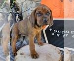 Small #1 Redbone Coonhound