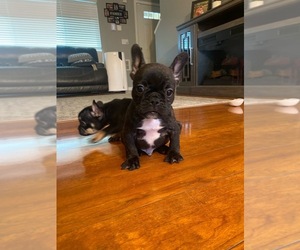 French Bulldog Puppy for sale in BONNEY LAKE, WA, USA