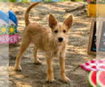 Small #3 Mutt