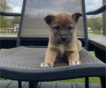 Small #9 Alaskan Husky-Border Collie Mix