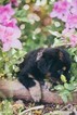 Puppy 1 Bernese Mountain Dog-Labrador Retriever Mix