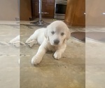 Small #10 English Cream Golden Retriever