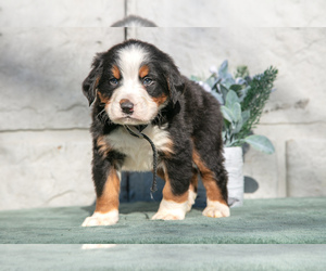Medium Bernese Mountain Dog