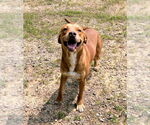 Small #1 Labrador Retriever Mix