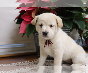 Shiba Inu-Siberian Husky Mix Puppy for sale in SHILOH, OH, USA