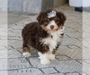 Bernedoodle (Miniature) Puppy for sale in NARVON, PA, USA