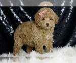 Small Photo #99 Maltipoo Puppy For Sale in WARSAW, IN, USA