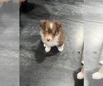 Small Photo #55 Australian Shepherd Puppy For Sale in NEW BRAUNFELS, TX, USA