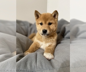 Shiba Inu Puppy for sale in MONETT, MO, USA
