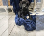 Puppy Zane Labrador Retriever