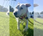 Small #4 Jack Russell Terrier Mix