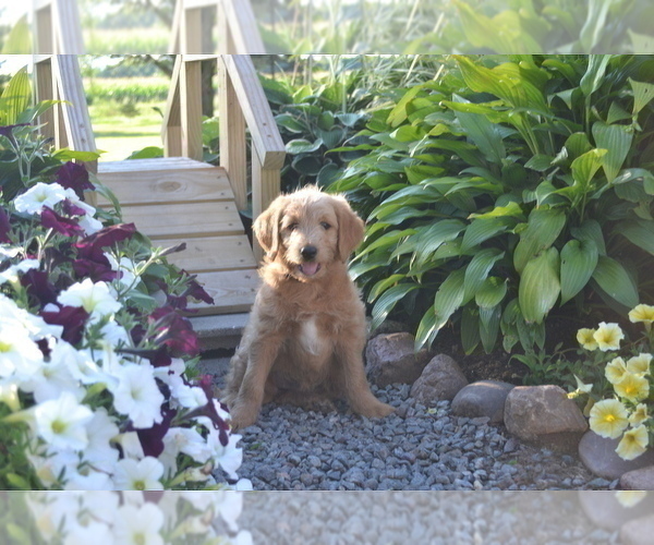 Medium Photo #3 Labradoodle Puppy For Sale in GREENWOOD, WI, USA