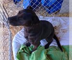 Small Photo #8 American Pit Bull Terrier-Labrador Retriever Mix Puppy For Sale in Monte Vista, CO, USA