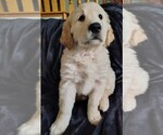 Puppy Dark pink girl Golden Retriever