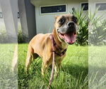 Small #1 Boxer Mix