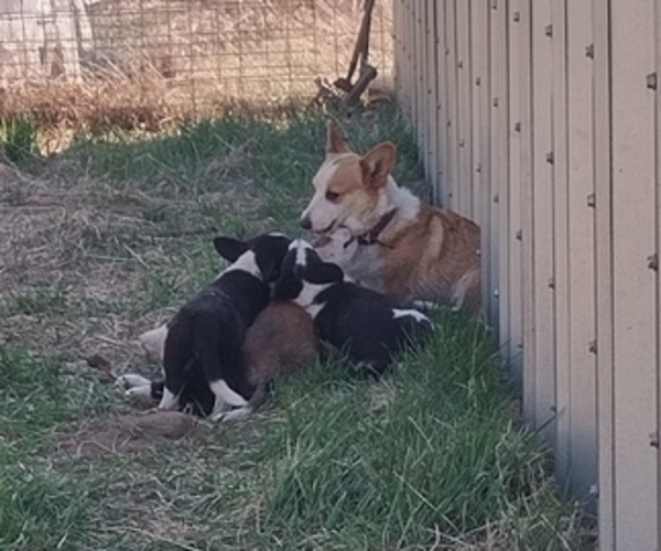 Medium Photo #4 Border Collie-Pembroke Welsh Corgi Mix Puppy For Sale in CHILOQUIN, OR, USA