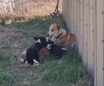 Small Photo #4 Border Collie-Pembroke Welsh Corgi Mix Puppy For Sale in CHILOQUIN, OR, USA