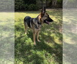 Small #9 German Shepherd Dog