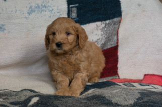 Goldendoodle Puppy for sale in CUYAHOGA FALLS, OH, USA