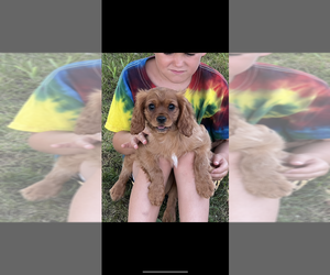 Cavalier King Charles Spaniel Puppy for sale in NILES, MI, USA