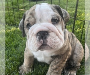 Bulldog Puppy for sale in BERTHOUD, CO, USA