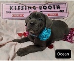 Small #1 Cane Corso