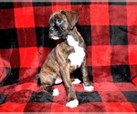 Small Photo #7 Boxer Puppy For Sale in CHILHOWEE, MO, USA