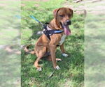 Small #18 Mountain Cur Mix