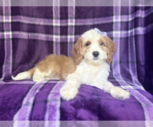 Medium Photo #6 Cavapoo Puppy For Sale in LAKELAND, FL, USA