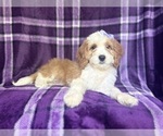 Small #5 Cavapoo