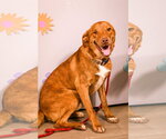 Small #3 Labrador Retriever Mix