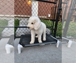 Small Photo #29 Poodle (Standard) Puppy For Sale in MOORES HILL, IN, USA