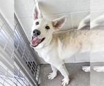 Small #1 Carolina Dog Mix