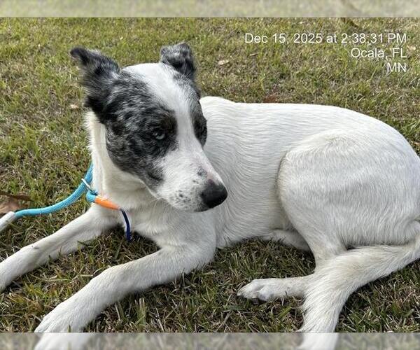 Medium Photo #1 Border Collie-Unknown Mix Puppy For Sale in Ocala, FL, USA