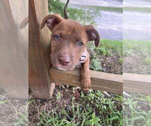 Mutt Dogs for adoption in Greenville, SC, USA