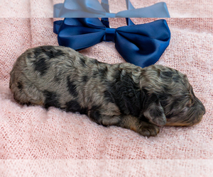Bernedoodle (Miniature) Puppy for sale in ROY, UT, USA