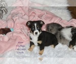 Small Photo #1 Aussie-Corgi-Miniature Australian Shepherd Mix Puppy For Sale in LIND, WA, USA