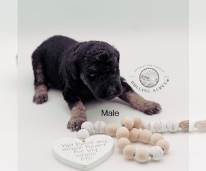 Goldendoodle Puppy for sale in MARYVILLE, MO, USA