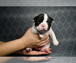 Small Photo #4 French Bulldog Puppy For Sale in GRAHAM, WA, USA