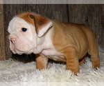 Small Photo #3 English Bulldog Puppy For Sale in VERONA, MO, USA