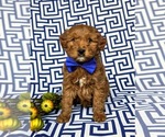 Small Photo #2 Goldendoodle (Miniature) Puppy For Sale in LINCOLN UNIV, PA, USA
