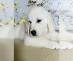 Small Photo #8 English Cream Golden Retriever Puppy For Sale in AMITY, AR, USA
