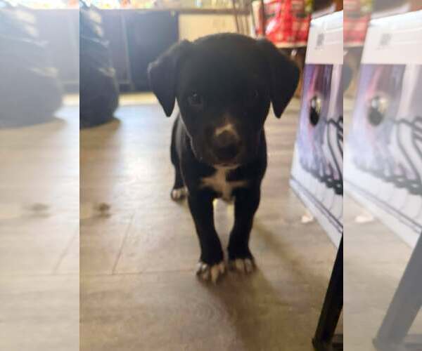 Medium Photo #3 Mutt Puppy For Sale in Holly Springs, NC, USA