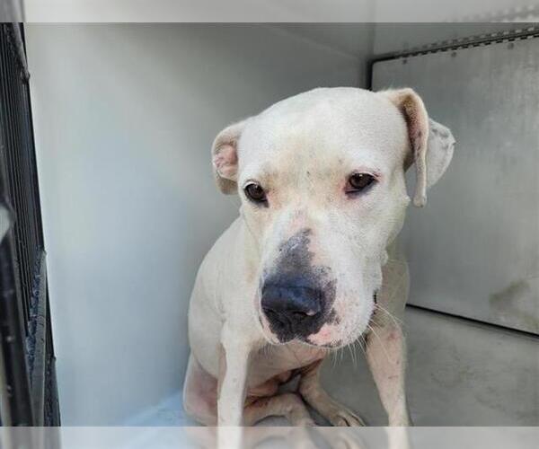 Medium Photo #1 Staffordshire Bull Terrier-Unknown Mix Puppy For Sale in Houston, TX, USA